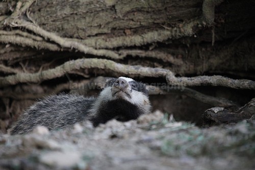  - Wildlife, Mammal Photography, Great Britain