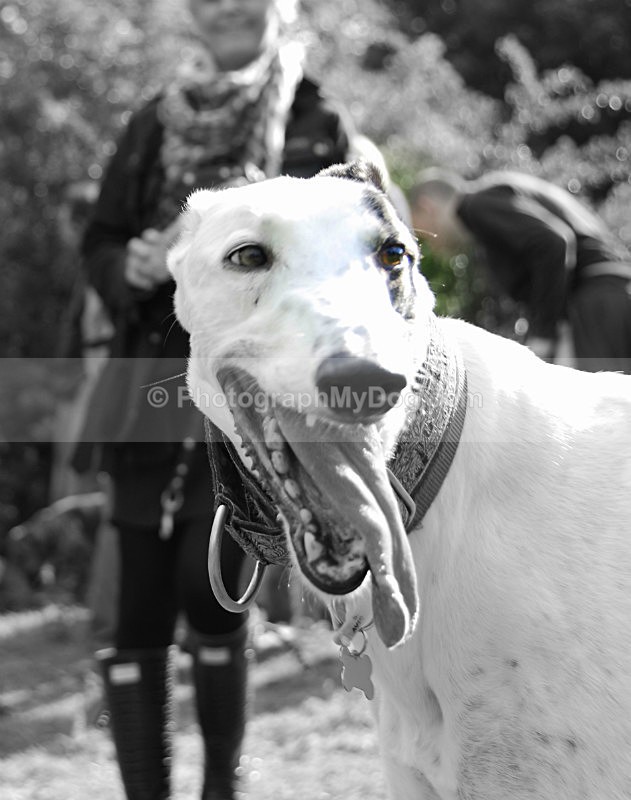 - Lurchers
