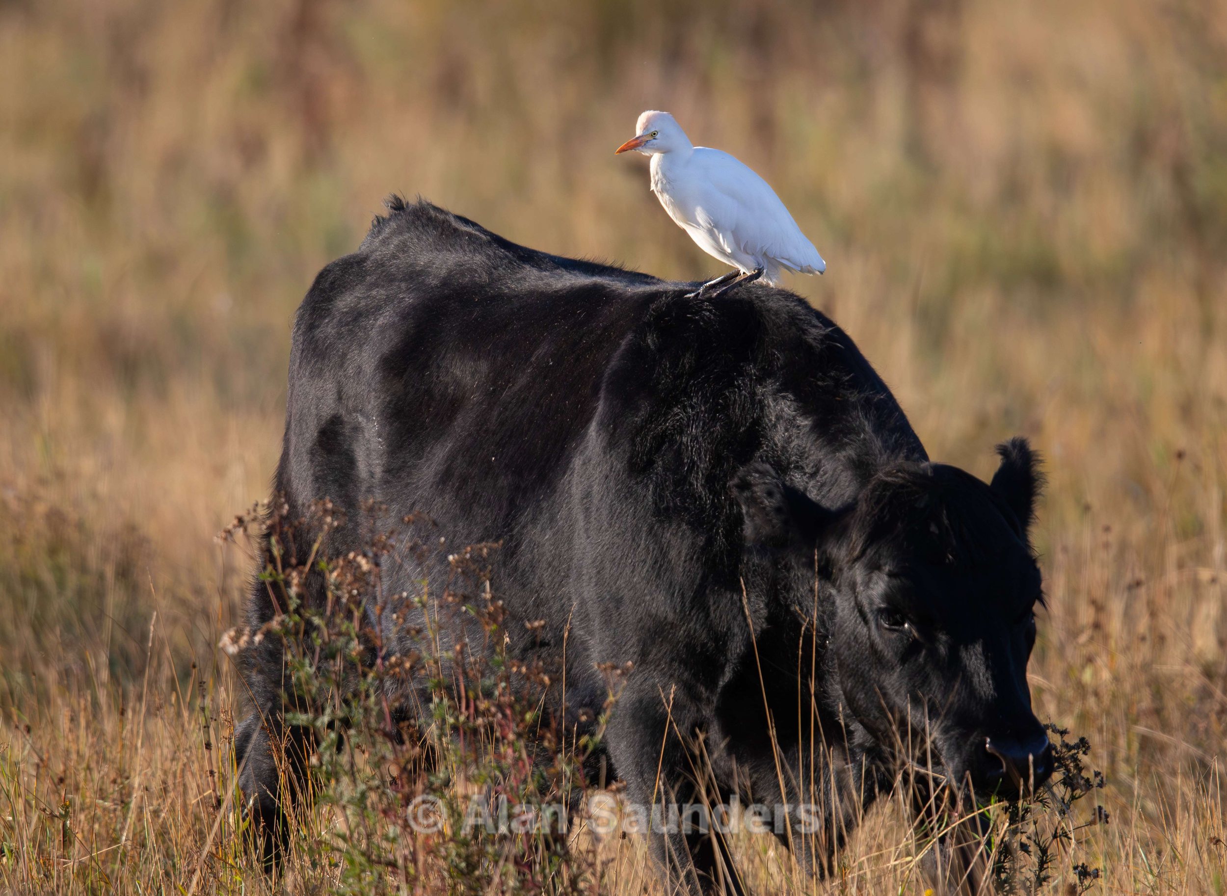 Cattle Egret 6