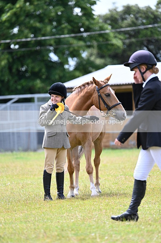 WJ7_6707 - Class 5 Handsome Gelding in hand