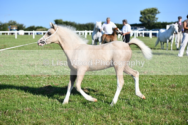 DSC_5357 - Classes 47 & 48: NPS M&M Brood Mare and Foal