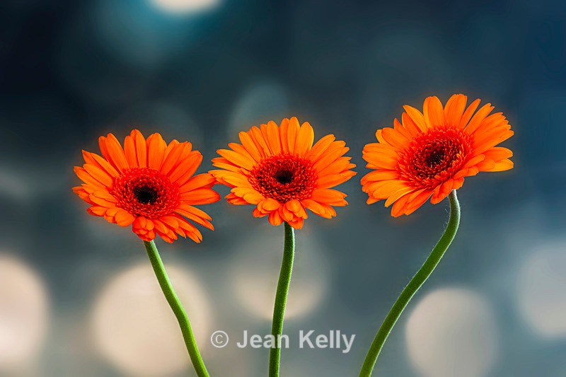 Orange Gerberas in a Row - DSC_1570 - Orange