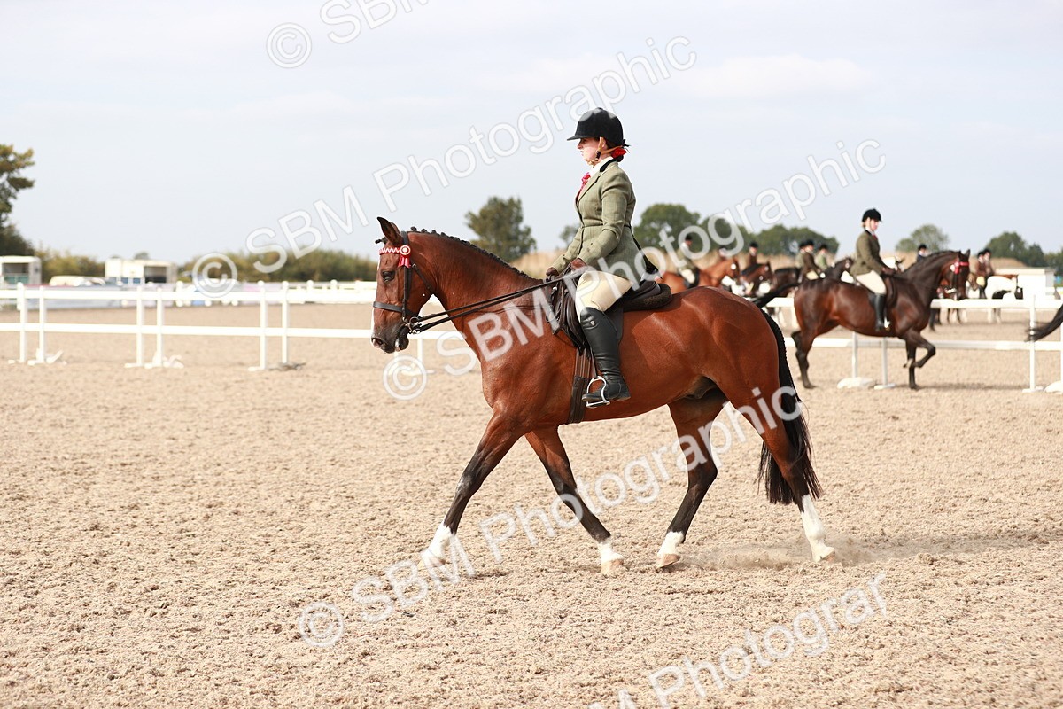 SBM_17518 - Class 215 Ridden Hack/ Riding Horse