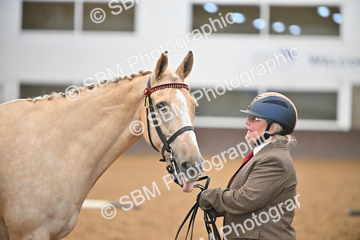 EB7_8416 - Class 3 - In Hand Foreign Breeds & Warmbloods