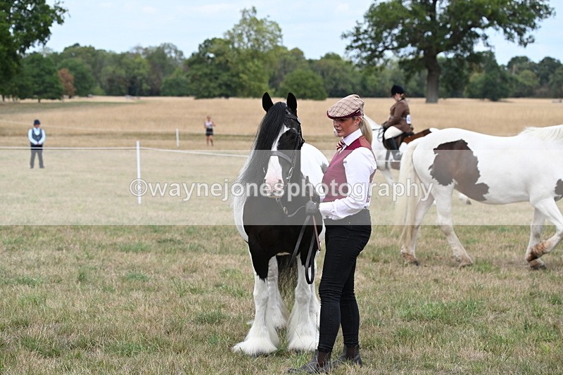 WJ6_5738 - Class 18 In-hand Coloured