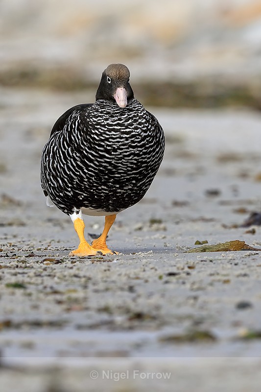 Kelp Goose (female) approaches on beach, Carcass Island, Falklands - Kelp Goose
