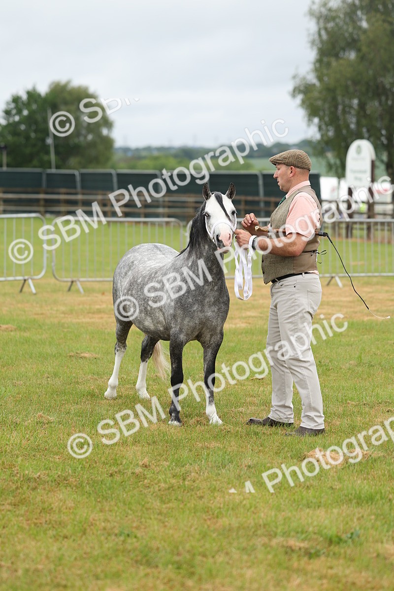 SBM_01361 - Class 50-57 - M&M Welsh Pony In Hand
