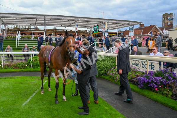 230923-Race 1-Invincible Molly-2959 - Race 1 2.00pm Jigsaw Sports Branding EBF Fillies' Novice Stakes