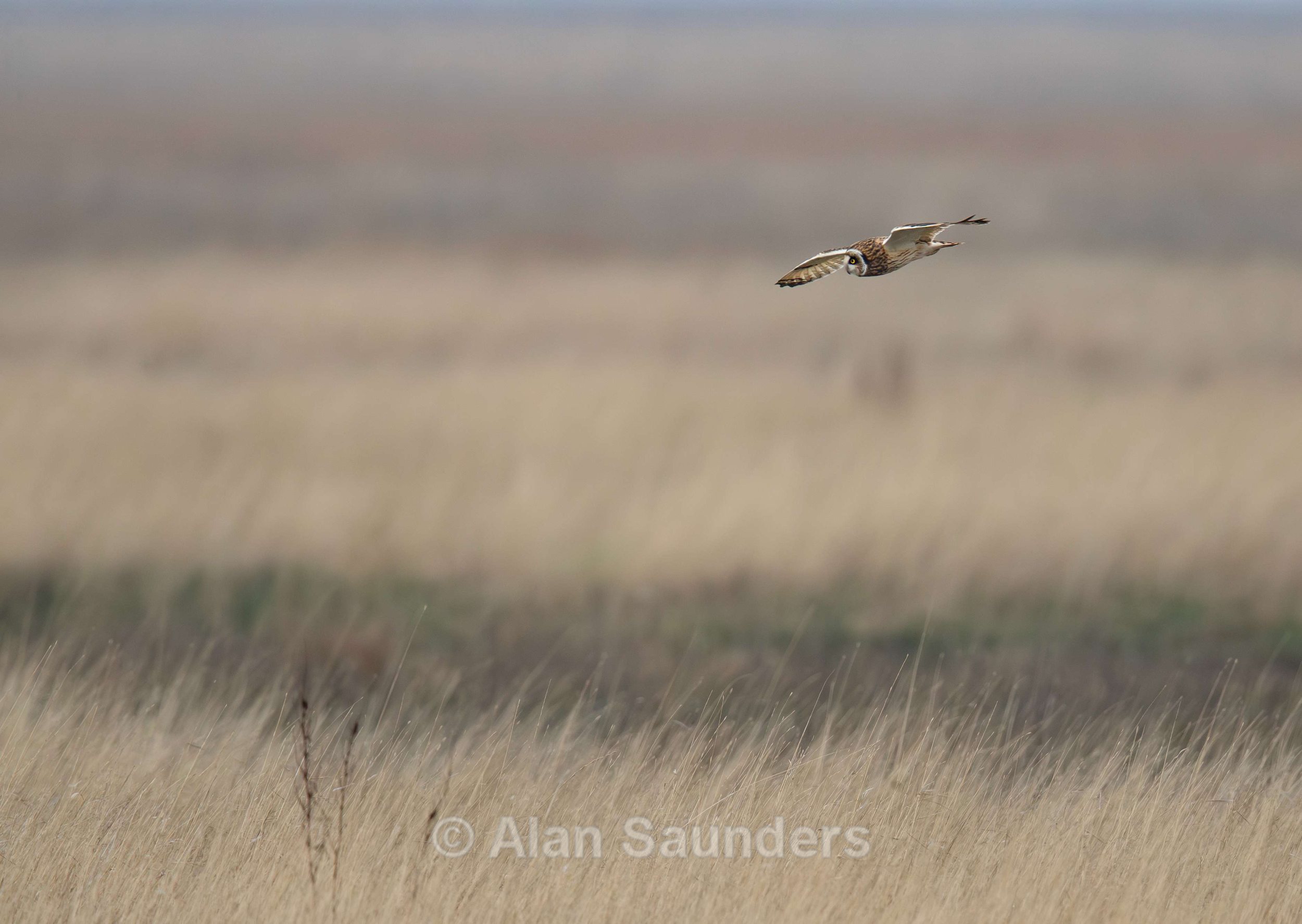 Short Eared Owl