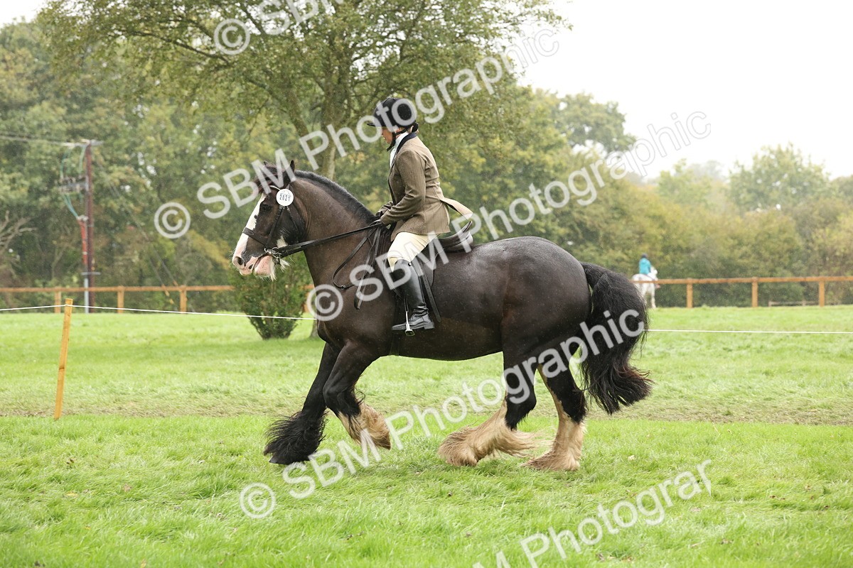 SBM_69824 - S69 - Show Cob Ridden