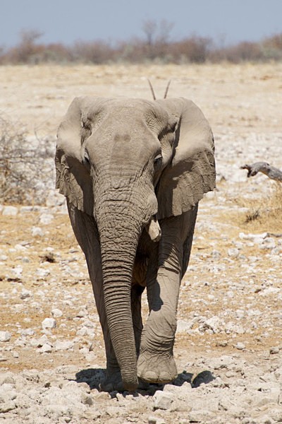  - African Journey