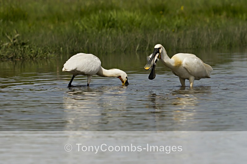 Spoonbill - Egret & Stork Hide