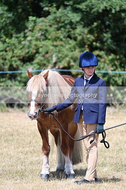WJ7_2192 - Class 5 Most Handsome Gelding (up to 14.2hh) in hand
