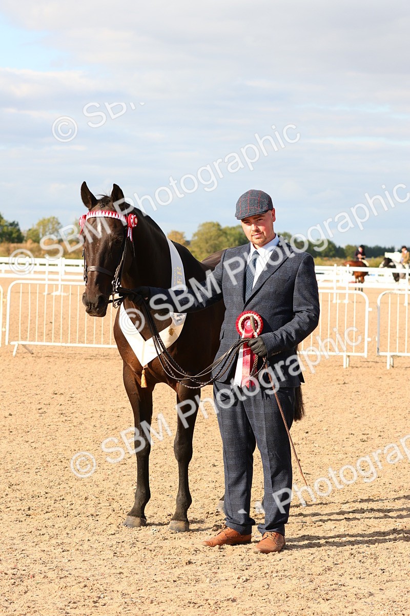 SBM_18421 - Class 318 - IH Part Bred Horse Pony