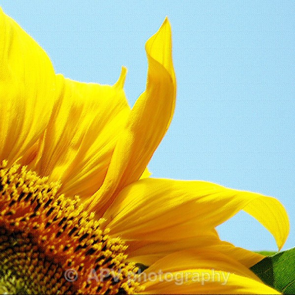 Sunflower - Square Cards