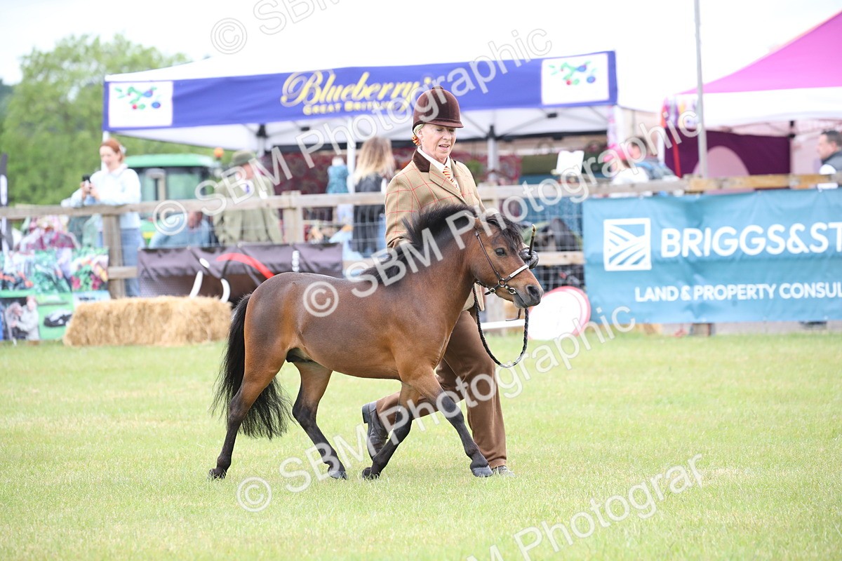 SBM_03687 - Class 23-25 - British Miniature Horse of the Year