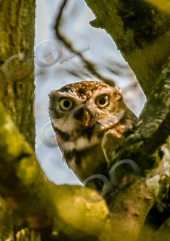 little owl  athena noctua- - Owls of the World