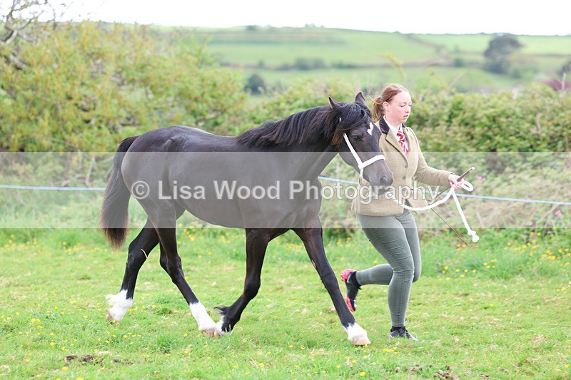 3E7A0801 - In Hand Championship