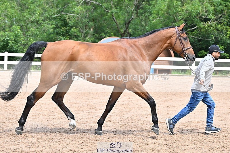 240718A-105255-01328 - Trot Up 12pm to 1pm