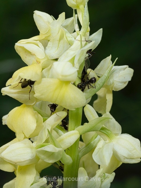 Pale-flowered Orchid (Orchis pallens) - Wild Orchids 2021