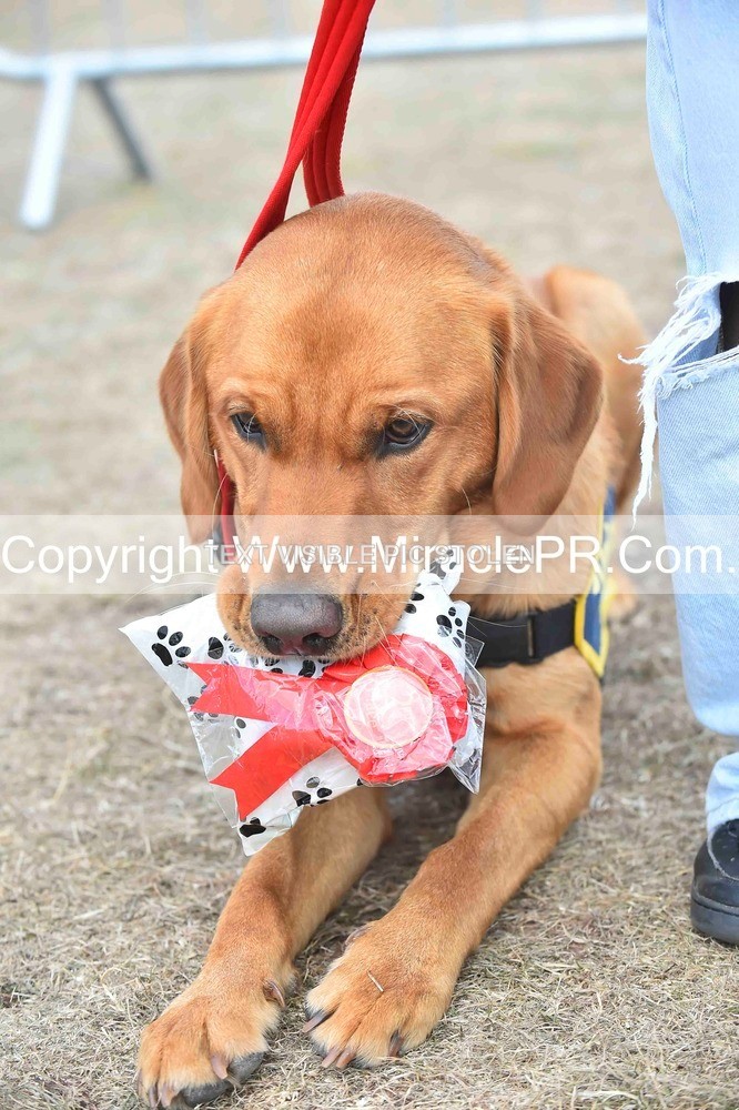 SH4_0179 - Dog show.