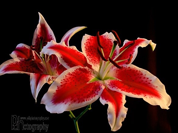 Lilies-1-1234 - Flora & Fauna
