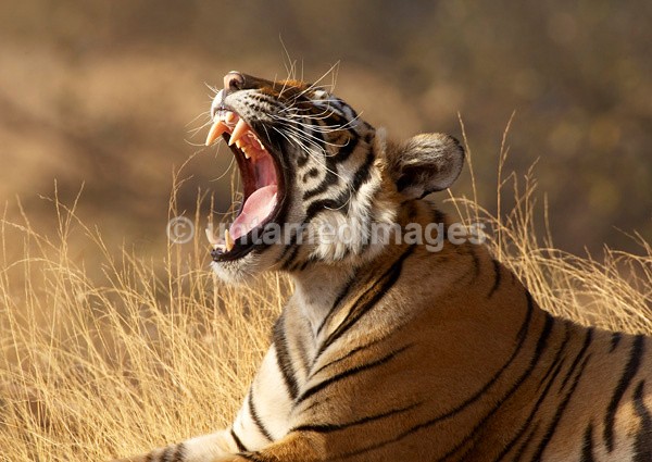 Royal bengal tiger - 12 - India