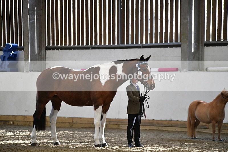 WJ5_3935 - Class 5 In Hand Veterans