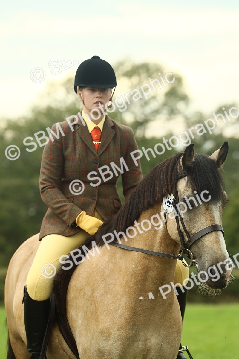 SBM_72258 - S60 - Mountain & Moorland Ridden Large Breeds