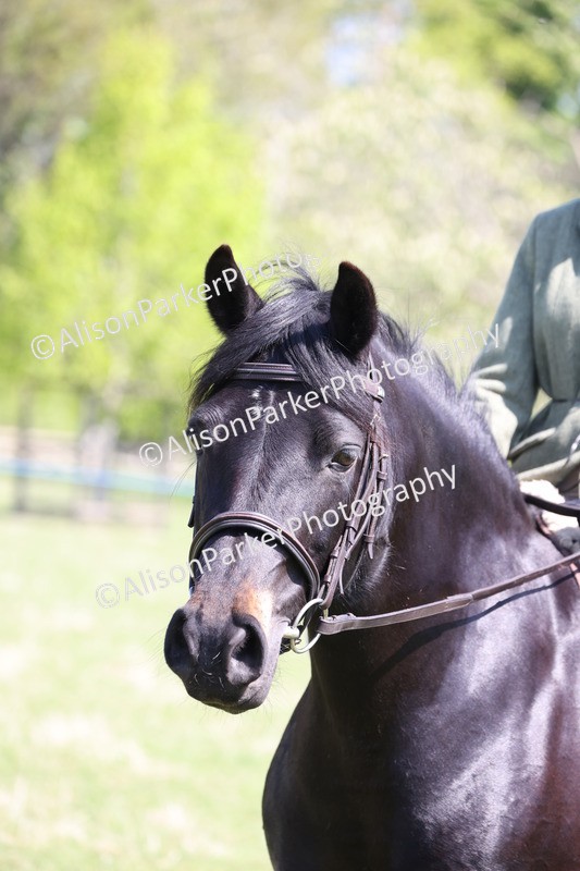 20250427-3253 - Class 33 - Best Pony 14.2hh and Under