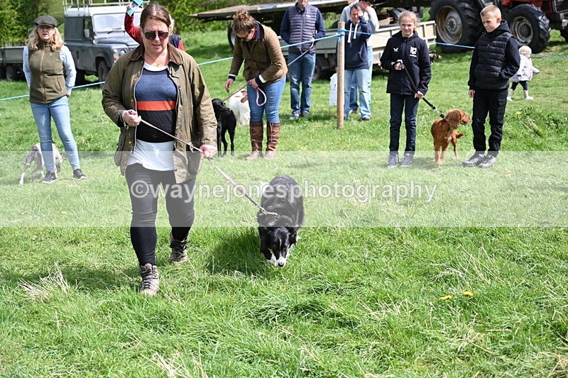 WJ6_8900 - Class 8 Best Working / Gun Dog or Bitch