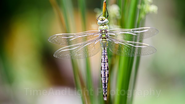 Teneral Female Emperor - Dragonflies & Damselflies