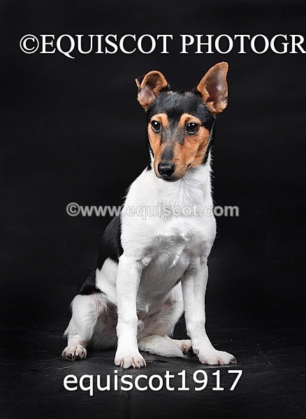 equiscot1917 - MARIS & CHIP