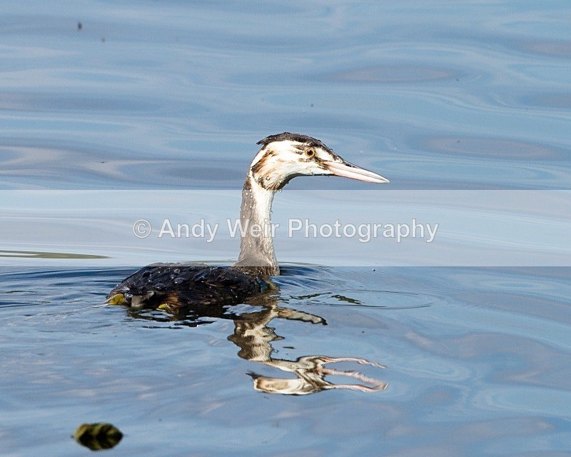 20110904-_MG_6727 - Gt Crested Grebe