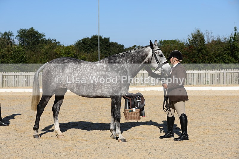 1X9A7684 - Class 8: Small Ridden Hunter