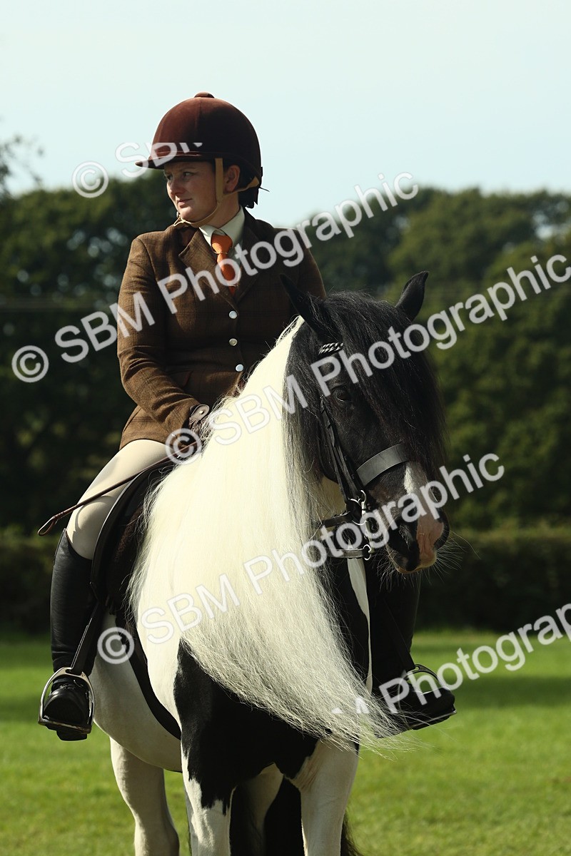 SBM_68950 - S58 - Mini Show Cob Ridden