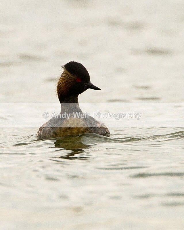 20110416-IMG_3889 - Black-necked Grebe
