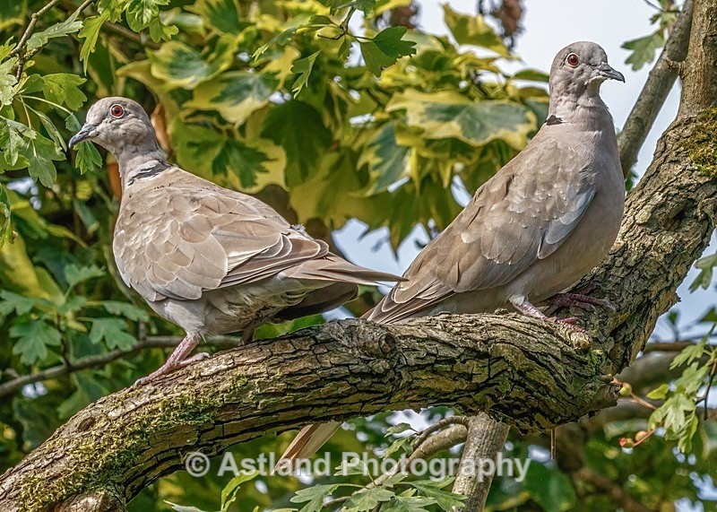 Astland Photography, Bird and Wildlife Images, Susan and Peter Wilson, U.K.