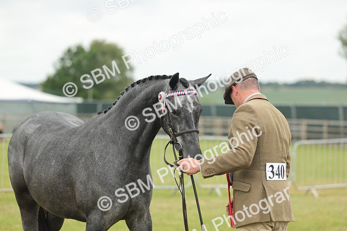 SBM_05498 - Class 68-73 - Riding Pony Breeding