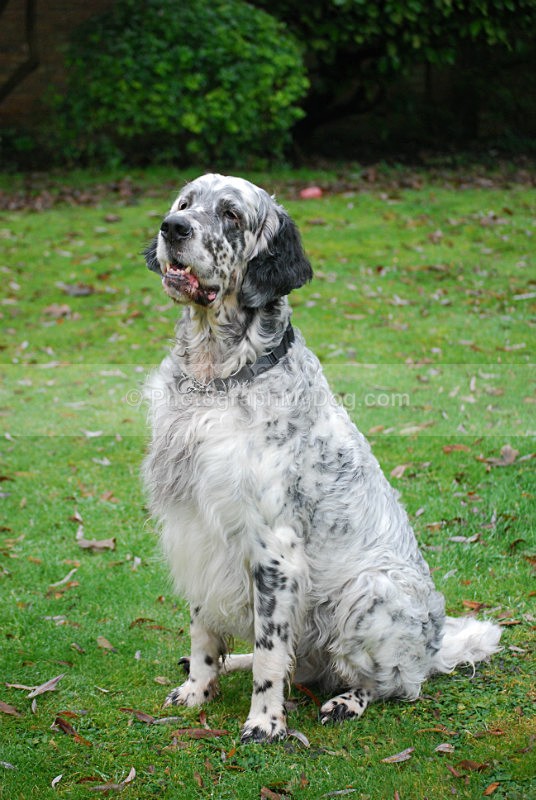 - English Setters