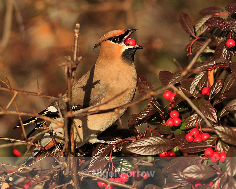 Waxwing gobbling down a berry at Bletchley - Waxwing