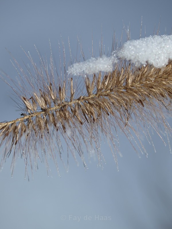  - Winter's Sparkle