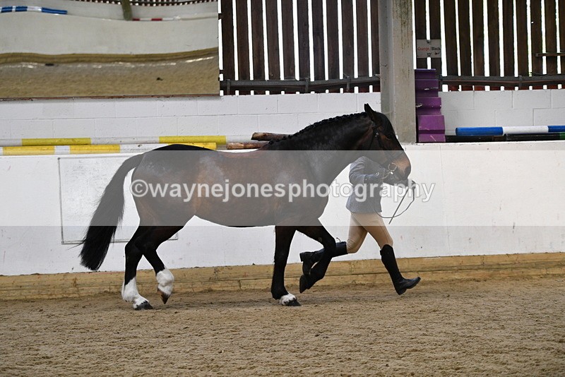 WJ5_5661 - Morning in hand Championship