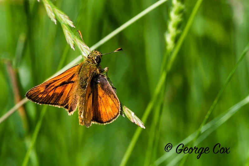 Large Skipper - British Butterflies