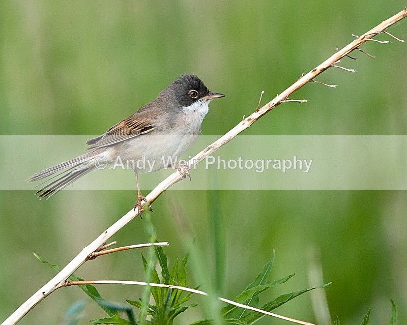 20090603-042 - Whitethroat