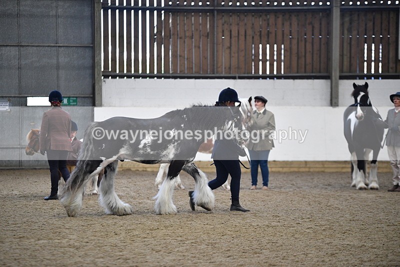 WJ5_4681 - Class 7 In hand coloured / odd coloured