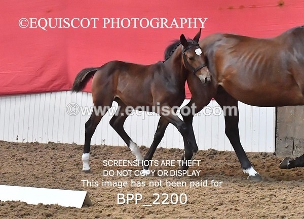 BPP_2200 - AFTERNOON 12.30 - 3.30PM