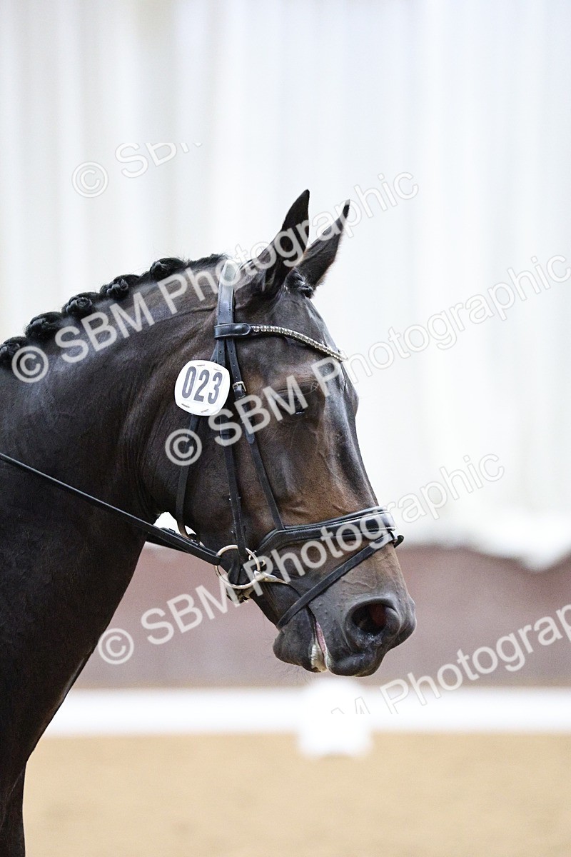 SBM_001236 - Class 5 - Novice 6