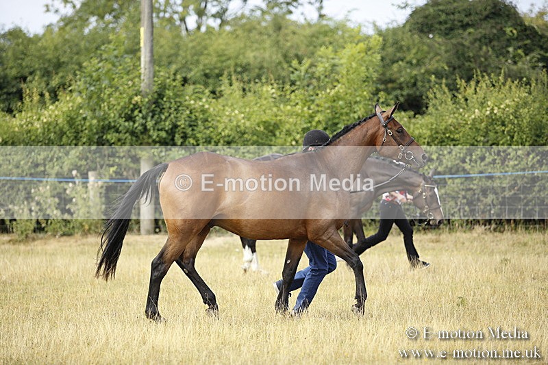 _C7A9162 - BVRC Sow 2018 Ring 2