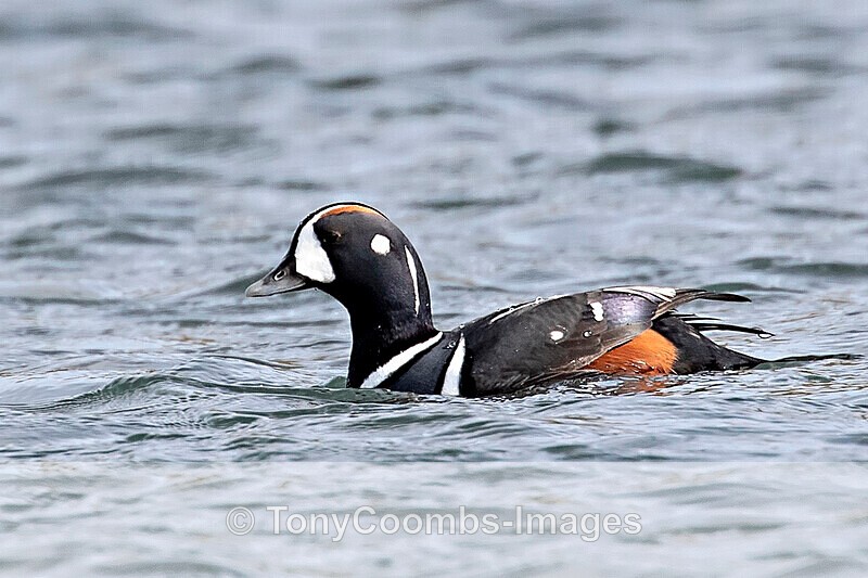 Harlequin Duck (m) - Iceland